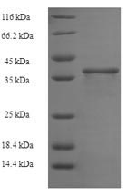 Greater than 90% as determined by SDS-PAGE.