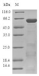 Greater than 90% as determined by SDS-PAGE.Recombinant Human Zinc Finger Protein 346 (ZNF346) Protein (GST)