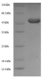 Greater than 90% as determined by SDS-PAGE.Recombinant Mouse Zinc Finger Protein 346 (ZNF346) Protein (His-SUMO)