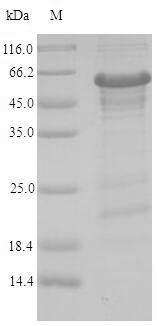 Greater than 90% as determined by SDS-PAGE.Recombinant Human Zinc Finger Protein 638 (ZNF638) Protein (His-SUMO)