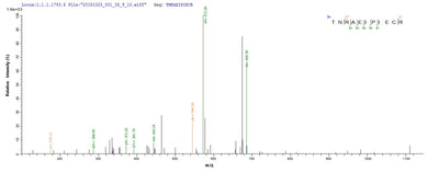 Based on the SEQUEST from database of E.coli host and target protein, the LC-MS/MS Analysis result of this product could indicate that this peptide derived from E.coli-expressed Homo sapiens (Human) ZP3.Recombinant Human Zona Pellucida Sperm-Binding Protein 3 (ZP3) Protein (His-SUMO)
