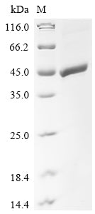 Greater than 85% as determined by SDS-PAGE.Recombinant Mouse Zona Pellucida Sperm-Binding Protein 3 (ZP3) Protein (His)