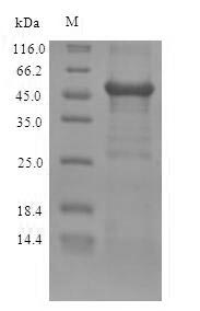 Greater than 90% as determined by SDS-PAGE.