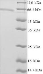 Greater than 90% as determined by SDS-PAGE.
