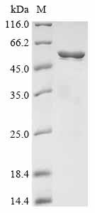Greater than 85% as determined by SDS-PAGE.Recombinant Streptococcus Agalactiae Group B Streptococcal Surface Immunogenic Protein (SIP) Protein (His&Myc)