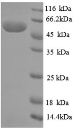 Greater than 90% as determined by SDS-PAGE.