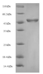 Greater than 90% as determined by SDS-PAGE.