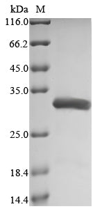 Greater than 90% as determined by SDS-PAGE.Recombinant Human Transcription Factor P65 (RELA) Protein (His)