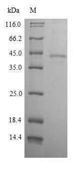 Greater than 90% as determined by SDS-PAGE.Recombinant Human Epithelial Cell Adhesion Molecule (EPCAM) Protein (His-SUMO)