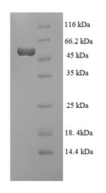 Greater than 90% as determined by SDS-PAGE.