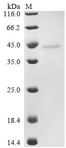 Greater than 90% as determined by SDS-PAGE.Recombinant Staphylococcus Aureus Extracellular Enterotoxin Type I (SEI) Protein (His-SUMO)