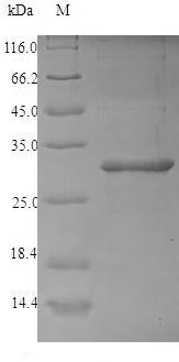Greater than 90% as determined by SDS-PAGE.