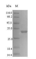 Greater than 90% as determined by SDS-PAGE.