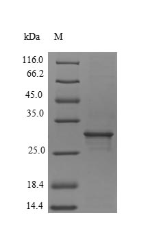 Greater than 90% as determined by SDS-PAGE.