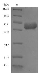 Greater than 90% as determined by SDS-PAGE.