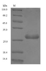 Greater than 90% as determined by SDS-PAGE.