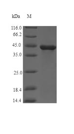 Greater than 90% as determined by SDS-PAGE.