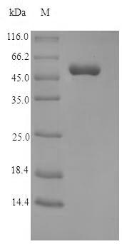 Greater than 90% as determined by SDS-PAGE.