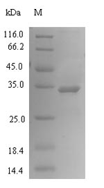 Greater than 90% as determined by SDS-PAGE.