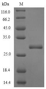 Greater than 90% as determined by SDS-PAGE.