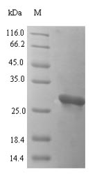 Greater than 90% as determined by SDS-PAGE.