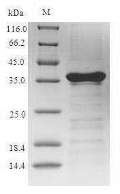 Greater than 90% as determined by SDS-PAGE.Recombinant Penaeus Monodon Sarcoplasmic Calcium Binding Protein Protein (His-SUMO)