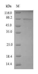 Greater than 90% as determined by SDS-PAGE.Recombinant Dog Mmp13 Protein (MMP13) Protein (His-SUMO)