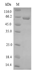 Greater than 90% as determined by SDS-PAGE.Recombinant Dog Uncharacterized Protein (DMP1) Protein (His-SUMO)