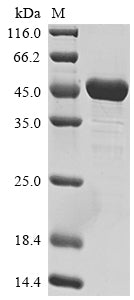 Greater than 90% as determined by SDS-PAGE.