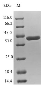 Greater than 90% as determined by SDS-PAGE.Recombinant Human Bis (NUDT2) Protein (GST)