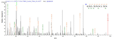 Based on the SEQUEST from database of E.coli host and target protein, the LC-MS/MS Analysis result of this product could indicate that this peptide derived from E.coli-expressed Wuchereria bancrofti wb123.