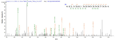 Based on the SEQUEST from database of E.coli host and target protein, the LC-MS/MS Analysis result of this product could indicate that this peptide derived from E.coli-expressed Wuchereria bancrofti wb123.
