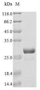 Greater than 90% as determined by SDS-PAGE.