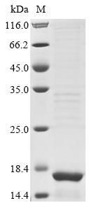 Greater than 85% as determined by SDS-PAGE.Recombinant Porcine Reproductive And Respiratory Syndrome Virus Nucleocapsid Protein (ORF7)