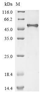 Greater than 85% as determined by SDS-PAGE.Recombinant Human Inter-Alpha-Trypsin Inhibitor Heavy Chain H3 (ITIH3) Protein (His-GST&Myc)