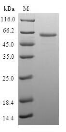 Greater than 90% as determined by SDS-PAGE.Recombinant Human Lim And Senescent Cell Antigen-Like-Containing Domain Protein 1 (LIMS1) Protein (GST)