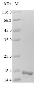 Greater than 85% as determined by SDS-PAGE.