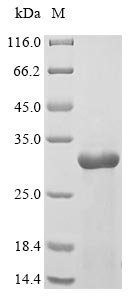 Greater than 85% as determined by SDS-PAGE.Recombinant Danio Rerio Interleukin-1 (IL1B) Protein (His)