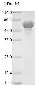 Greater than 85% as determined by SDS-PAGE.Recombinant Lachnospiraceae Bacterium A4 Flagellin