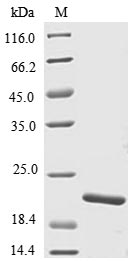 Greater than 85% as determined by SDS-PAGE.Recombinant Danio rerio Tumor necrosis factor (TNFB) Protein (His)