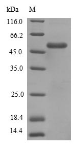 Greater than 90% as determined by SDS-PAGE.Recombinant Salmonella Enterica I Flagellin (FLJB) Protein (His)