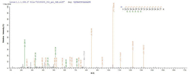 Based on the SEQUEST from database of E.coli host and target protein, the LC-MS/MS Analysis result of this product could indicate that this peptide derived from E.coli-expressed Salmonella enterica I fljB.Recombinant Salmonella Enterica I Flagellin (FLJB)