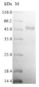 Greater than 90% as determined by SDS-PAGE.Recombinant Salmonella Enterica I Flagellin (FLJB)