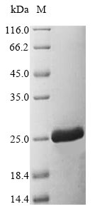 Greater than 85% as determined by SDS-PAGE.Recombinant Danio Rerio Tnfa Protein (TNFA) Protein (His)