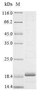 Greater than 85% as determined by SDS-PAGE.Recombinant Rat Caprin Family Member 2 (CAPRIN2) Protein (His)