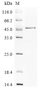 Greater than 85% as determined by SDS-PAGE.Recombinant Human Heterogeneous Nuclear Ribonucleoproteins A2/B1 (HNRNPA2B1) Protein (His&Myc)