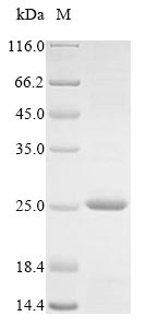 Greater than 85% as determined by SDS-PAGE.Recombinant Crassostrea Gigas A-Kinase Anchor Protein 7 Isoform X2