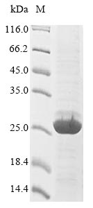 Greater than 85% as determined by SDS-PAGE.
