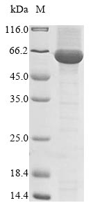Greater than 85% as determined by SDS-PAGE.Recombinant Turnip Mosaic Virus Polyprotein Protein (His&Myc)