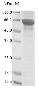 Greater than 85% as determined by SDS-PAGE.Recombinant Saccharomyces Cerevisiae Acetyl-Coa Carboxylase (ACC1) Protein (His)